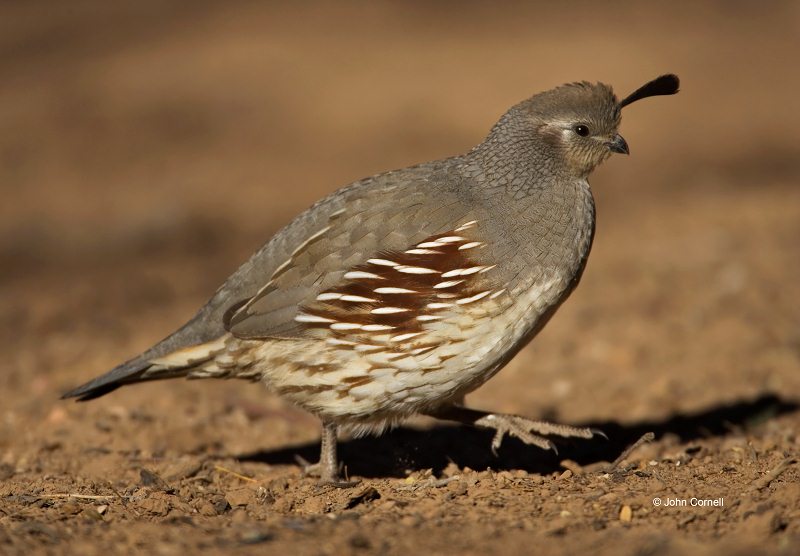 Gambel's Quail;Quail;Callipepla gambelii;one animal;close-up;color image;nobody;photography;day;birds;animals in the wild;portrait;watchful;One;avifauna;bird;feather;feathered;outdoors;outside;untamed;wild;color;color photograph;daytime;close up;feathers;wilderness;perch;perching;watching;Wildlife