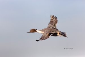 Anas-acuta;California;Duck;Llano-Seco-NWR;Northern-Pintail;One;avifauna;bird;bir