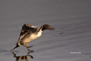 Anas-acuta;California;Colusa-National-Wildlife-Refuge;Duck;Flying-Bird;Northern-