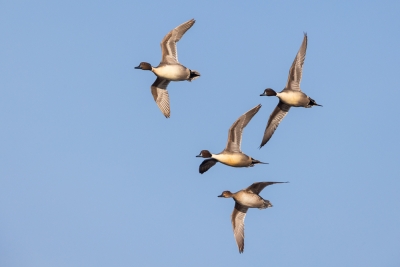 Anas-acutas;Courtship;Courtship-Behavior;Courtship-Ritual;Flying-Bird;Northern-P