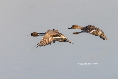 Anas-acuta;Duck;Flying-Bird;Northern-Pintail;Photography;action;active;aloft;beh