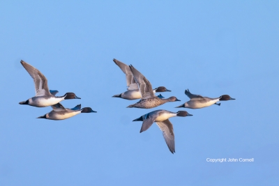 Anas-acuta;Duck;Flying-Bird;Northern-Pintail;Photography;action;active;aloft;beh