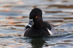 Aythya-collaris;Duck;One;Ring-necked-Duck;Sunrise;Swimming;Waterfowl;avifauna;bi