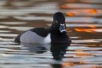Aythya-collaris;Duck;One;Ring-necked-Duck;Sunrise;Swimming;Waterfowl;avifauna;bi