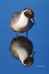 Anas-acuta;Blue-Water;Duck;Northern-Pintail;One;Waterfowl;avifauna;bird;birds;co