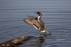 Anas-acuta;California;Colusa-National-Wildlife-Refuge;Duck;Northern-Pintail;one-