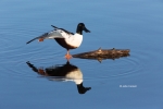 Anas-acuta;Anas-clypeata;Duck;Northern-Pintail;Northern-Shoveler;Reflection;Wing