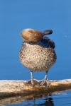 Anas-acuta;Duck;Female;Northern-Pintail;One;Preening;avifauna;bird;birds;color-i