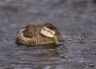 Ruddy-Duck;Duck;Oxyura-jamaicensis;one-animal;close-up;color-image;nobody;photog