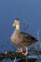 Mottled-Duck;Duck;Anas-fulvigula;One;one-animal;avifauna;bird;birds;feather;feat