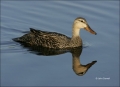 Mottled-Duck;Duck;Anas-fulvigula;one-animal;close-up;color-image;nobody;photogra