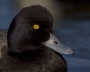 California;Southwest-USA;Lesser-Scaup;Scaup;Male;Aythya-affinis;portrait;one-ani