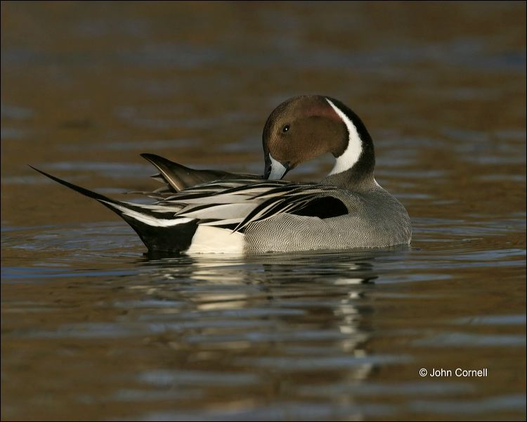 Duck;Male;Northern Pintail;Anas acuta;one animal;close-up;color image;nobody;photography;day;outdoors. Wildlife;birds;animals in the wild