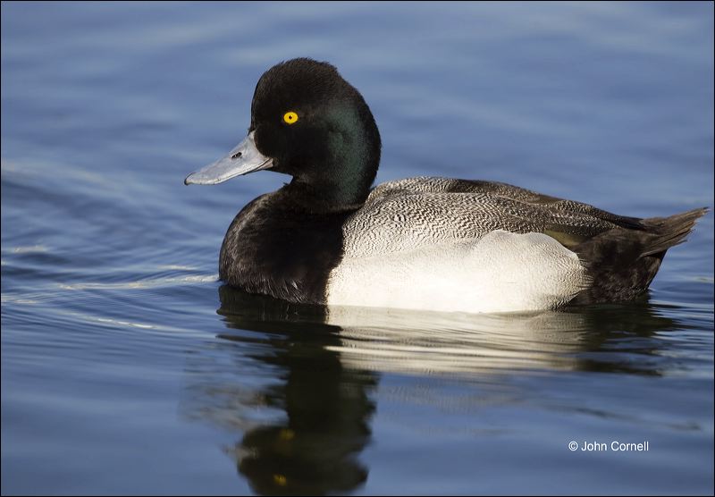 California;Southwest USA;Lesser Scaup;Scaup;Male;Aythya affinis;one animal;close-up;color image;nobody;photography;day;outdoors. Wildlife;birds;animals in the wild;portrait;watchful