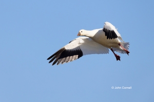 Chen-rossii;Flying-Bird;Goose;Photography;Ross-Goose;Rosss-Goose;action;active;a