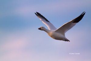 Chen-caerulescens;Flying-Bird;Goose;Photography;Snow-Goose;action;active;aloft;b