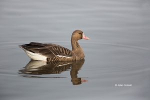 Anser-albifrons;Greater-White-fronted-Goose;White-fronted-Goose;one-animal;close