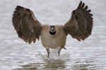 Branta-canadensis;Canada-Goose;Flying-Bird;Photography;action;active;aloft;beha