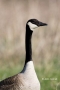 Goose;Branta-canadensis;one-animal;close-up;color-image;photography;day;outdoors
