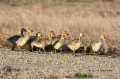 Goose;Branta-canadensis;Canada-Goose;Chicks;Juvenile;Flock;avifauna;bird;birds;f