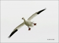 Snow-Goose;Goose;Flight;Chen-caerulescens;flying-bird;one-animal;close-up;color-