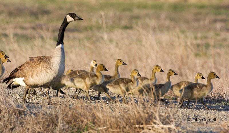 Goose;Branta canadensis;Canada Goose;Parent;Chick;bond;bonding;family;innocent;juvenile;relationship;relationships;Water