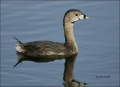 Pied-billed-Grebe;Grebe;Florida;one-animal;close-up;color-image;nobody;photograp