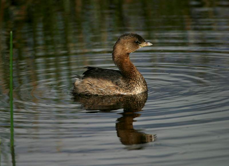 Pied-billed Grebe;Podilymbus podiceps;Grebe;One;one animal;avifauna;bird;birds;feather;feathered;outdoors;outside;untamed;wild;color;color photograph;daytime;close up;color image;photography;animals in the wild;feathers;wilderness;perch;perching;watching;watchful
