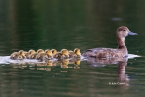 Aythya-americana;Duck;Female;Redhead;Reflection;Swimming;Waterfowl;babies;caring