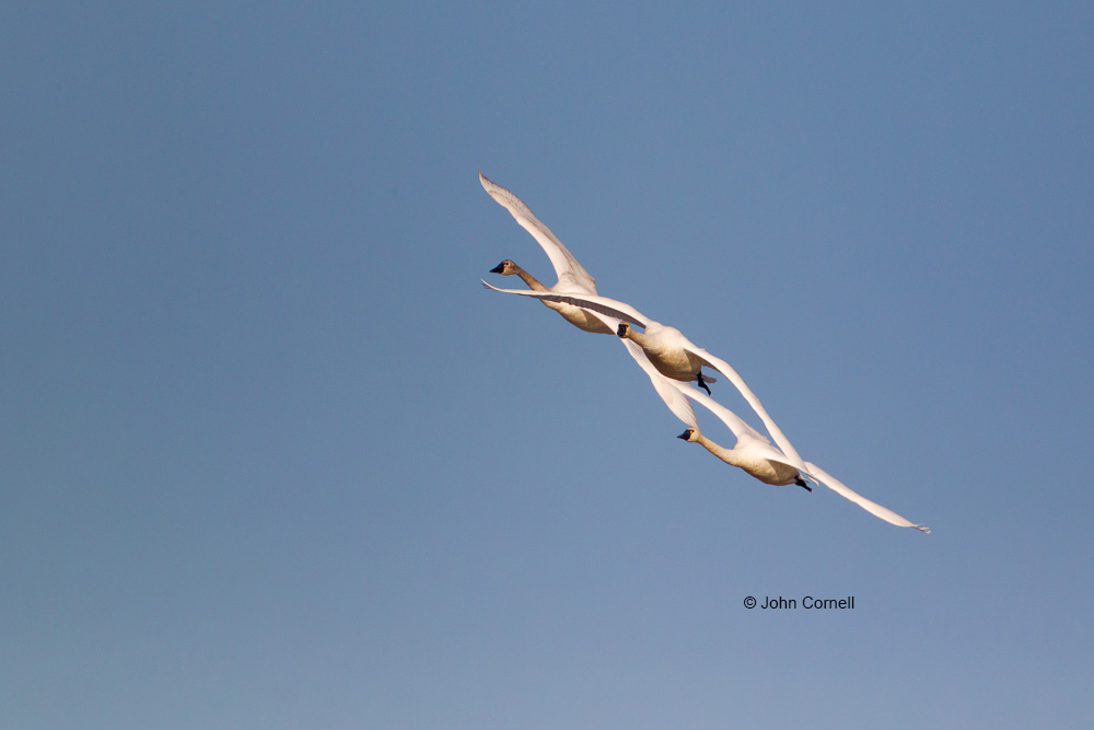 Cygnus columbianus;Flying Bird;Photography;Tundra Swan;action;active;aloft;behavior;birds;color image;flight;fly;flying;in flight;motion;movement;one animal;soar;soaring;wing;winged;wings