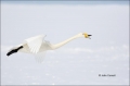 Whooper-Swan;Swan;Olor-cygnus;Japan;Waterfowl;Flying-Bird;action;active;aerodyna