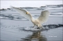 Japan;Whooper-Swan;Swan;Olor-cygnus;Waterfowl;Flying-Bird;action;active;aerodyna