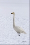 Whooper-Swan;Swan;Olor-cygnus;one-animal;close-up;color-image;nobody;photography