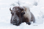 American-Bison;Bison-bison;Buffalo;Cold;Snow;Wild-Animal;Winter;Winter-Yellowsto