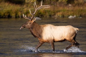 Breeding-Behavior;Breeding-Season-Bull;Cervus-canadensis;Elk;Madison-River;Madis