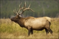 Elk;Cervus-canadenis;one-animal;close-up;color-image;nobody;photography;day;outd