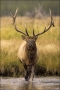 Elk;Male;Cervus-canadenis;Yellowstone;one-animal;close-up;color-image;nobody;pho