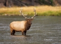Elk;Cervus-canadenis;River;Water;Bull;Madison-River;One;one-animal;outdoors;outs