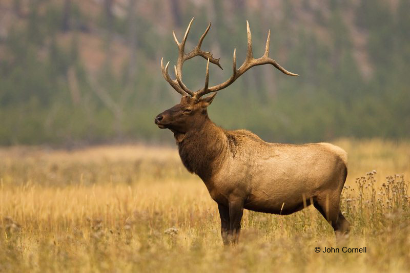 Elk;Cervus canadenis;Bull;One;one animal;outdoors;outside;untamed;wild;color;color photograph;daytime;close up;color image;photography;animals in the wild;feathers;wilderness;watching;watchful;Close up