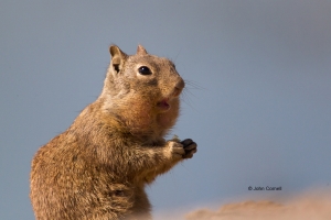 California-Ground-Squirrel;Mammal;Otospermophilus-beecheyi;cute;foraging;one-ani