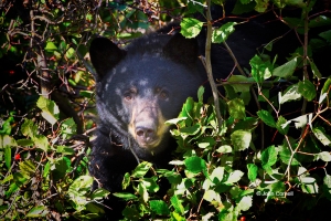 Black-Bear;Forage;Mammal;National-Bison-Range;The-National-Bison-Range;Ursus-ame