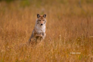 Canus-latrans;Coyote;Mammal;Yellowstone-National-Park;canine;foraging;hunter;loo