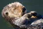 Enhydra-lutris;Resting;Sea-Otter;Sleeping;napping