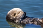 Enhydra-lutris;Sea-Otter