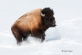 American-Bison;Bison;Bison-bison;Buffalo;Snow;Winter-Yellowstone-National-Park;Y