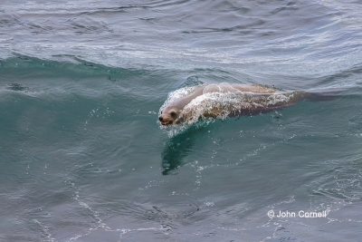 Harbor-Seal;One;Phoca-vitulina;Surf;Waves;one-animal;outdoor;outdoors;playful;po