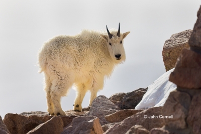 Colorado;Mount-Evans;Mountain-Goat;Mountains;One;Oreamnos-americanus;Rocky-Mount