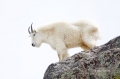 Mountain_Goat
