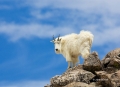 Mountain_Goat