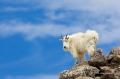 Goat;Oreamnos-americanus;Mountains;Day;Daytime;Outside;Mammal;Mammals;Nature;Hoo